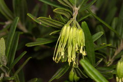 Leionema viridiflorum