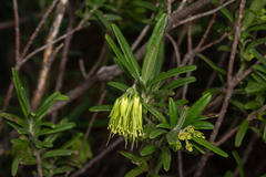 Leionema viridiflorum