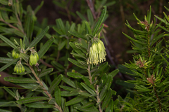 Leionema viridiflorum