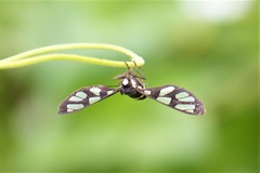 Amata sperbius