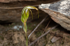 Pterostylis ampliata