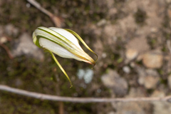Pterostylis ampliata