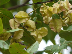 Terminalia elliptica