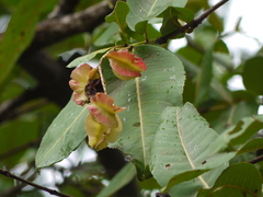 Terminalia elliptica
