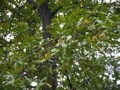 Terminalia elliptica