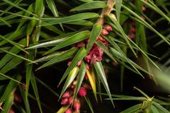 Melichrus erubescens