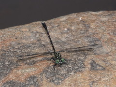 Hemigomphus theischingeri