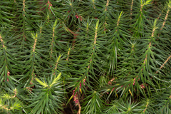 Melichrus erubescens