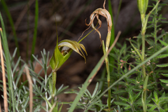 Pterostylis ampliata