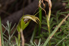 Pterostylis ampliata