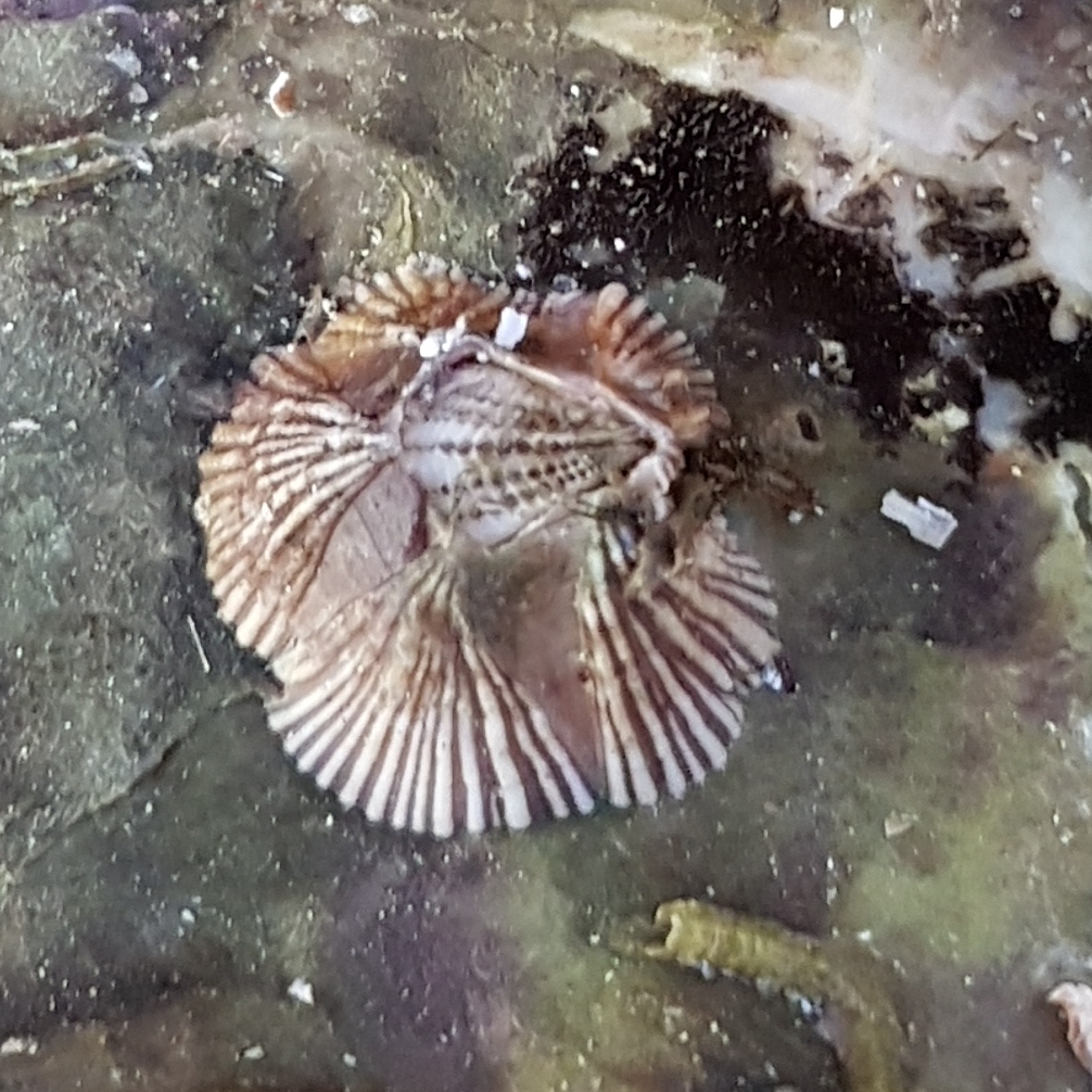 Triangle Barnacle