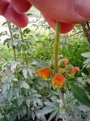 Scrophularia sambucifolia