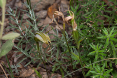 Pterostylis ampliata