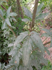 Scrophularia sambucifolia