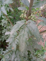 Scrophularia sambucifolia