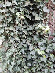 Hedera nepalensis