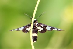 Amata sperbius