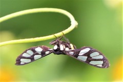 Amata sperbius