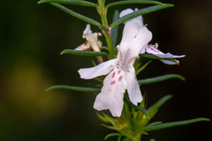 Westringia eremicola