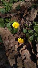 Ficaria verna