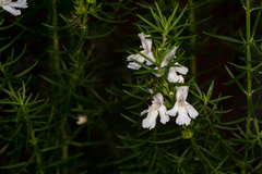 Westringia eremicola