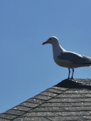 Larus argentatus