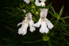 Westringia eremicola