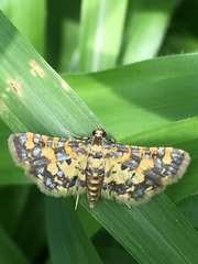 Eurrhyparodes tricoloralis