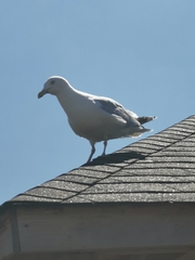 Larus argentatus