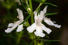 Westringia eremicola