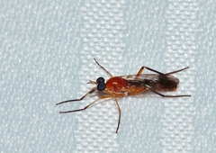 Xestomyzinae