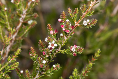 Micromyrtus