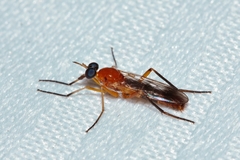 Xestomyzinae