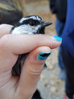 iNaturalist observation photo of Mountain Chickadee