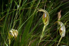 Pterostylis ampliata