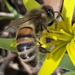Apis mellifera