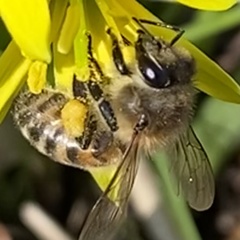 Apis mellifera