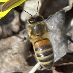 Apis mellifera
