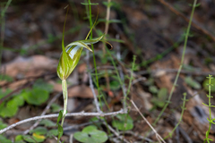 Pterostylis ampliata