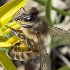 Apis mellifera