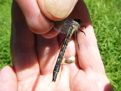 Phanogomphus borealis