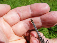 Phanogomphus borealis