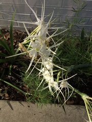 Hymenocallis liriosme