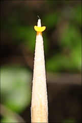 Sarcochilus australis