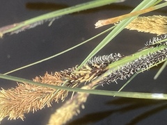 Carex elata