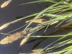 Carex elata