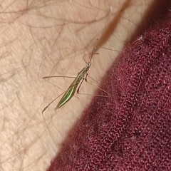 Neides aduncus