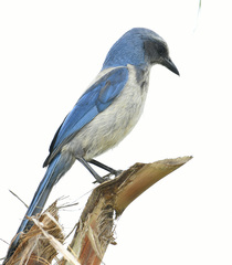 Aphelocoma coerulescens