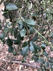 Citrus australis