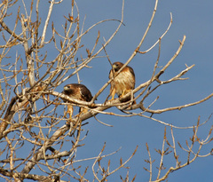 Buteo jamaicensis